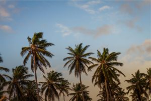 Palms_2